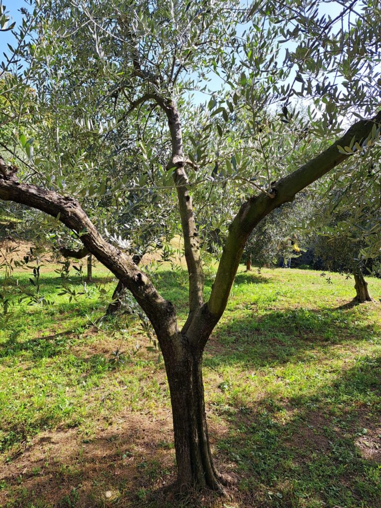 L'Associazione Piemontesi Olivicoltori celebra il suo ventennale 12 Ventennale Vialfrè
Associazione Piemontesi Olivicoltori (ASSPO)