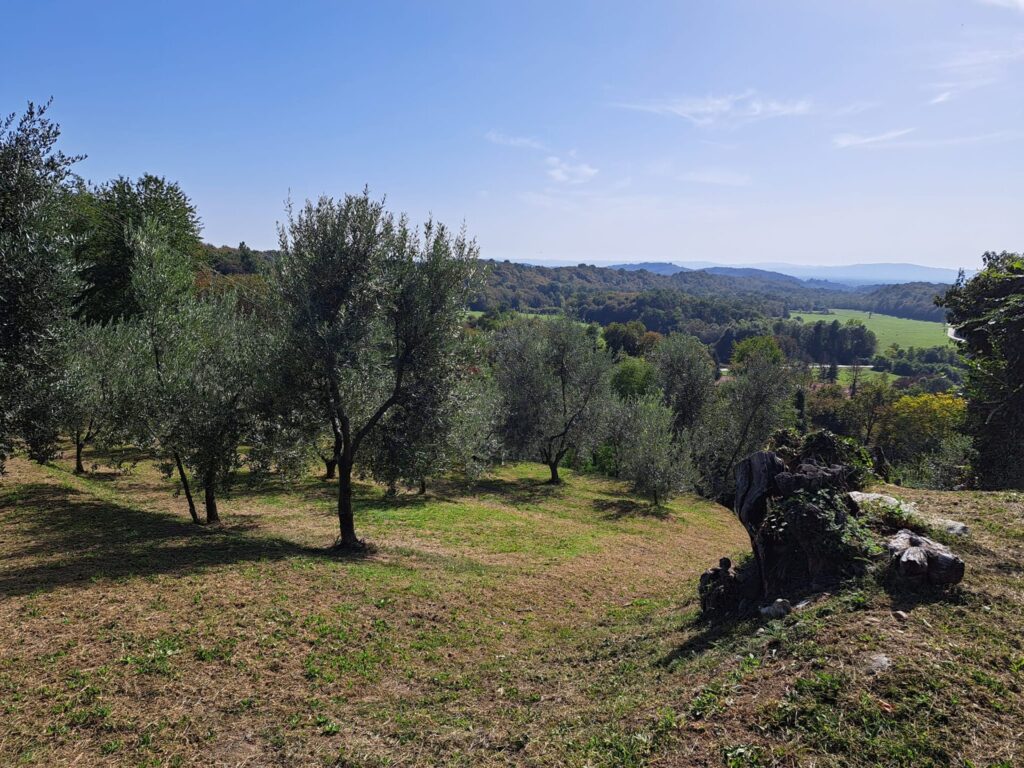 L'Associazione Piemontesi Olivicoltori celebra il suo ventennale 11 Ventennale Vialfrè
Associazione Piemontesi Olivicoltori (ASSPO)