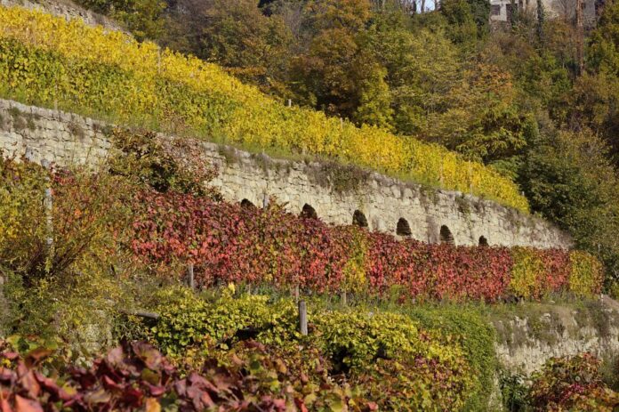 Paesaggio terrazzato della Val Bormida, Piemonte, Italia, Presidio Slow Food. | Terraced Landscape of the Bormida Valley, Piedmont, Italy, Slow Food Presidium | Ph. Caterina Greco