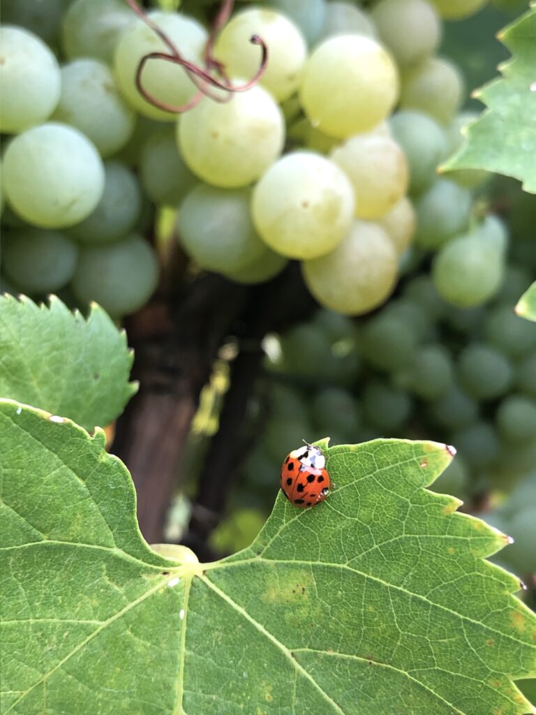 Gli Insetti Utili, Qui Una Coccinella, Sono Uno Dei Patrimoni Che Diversity Ark Mira A Salvaguardare