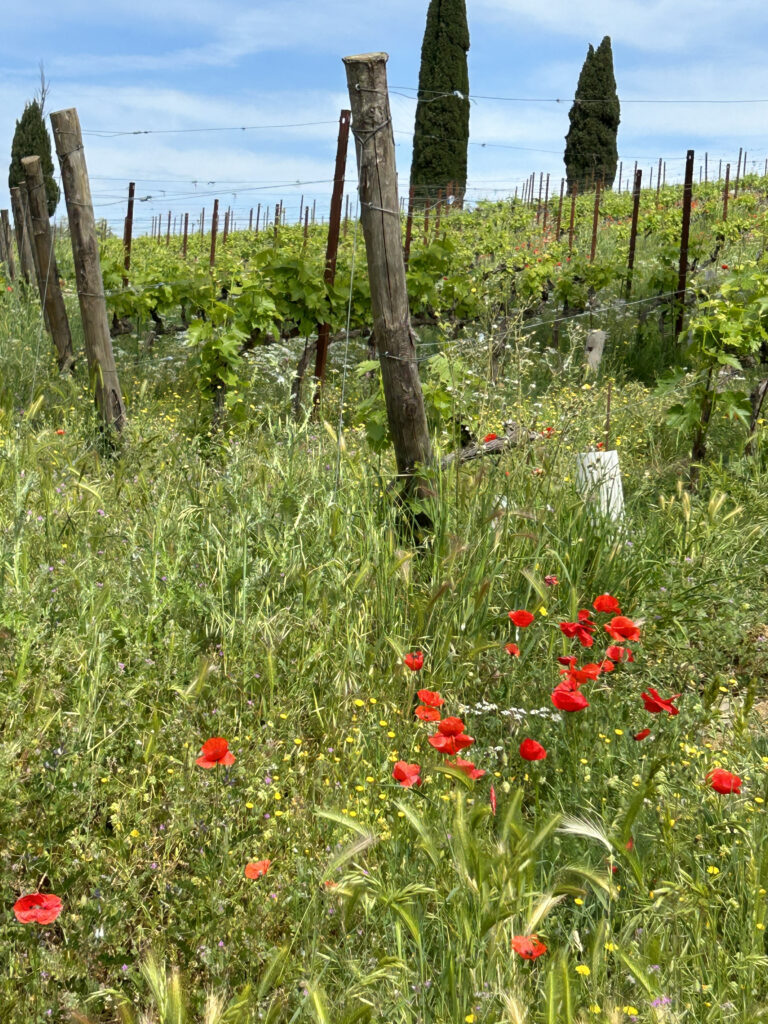 La Coesistenza Tra Specie Coltivate E Spontanee Non è Solo Possibile, Ma Spesso Necessaria Per Poter Ridurre Gli Interventi Sulle Colture