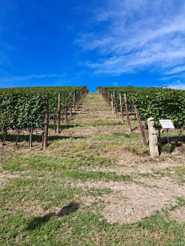 La Festa della Vendemmia 2024 a Fontanafredda: un'edizione "Naturalmente Bohémien" 1 La Festa della Vendemmia Fontanafredda
