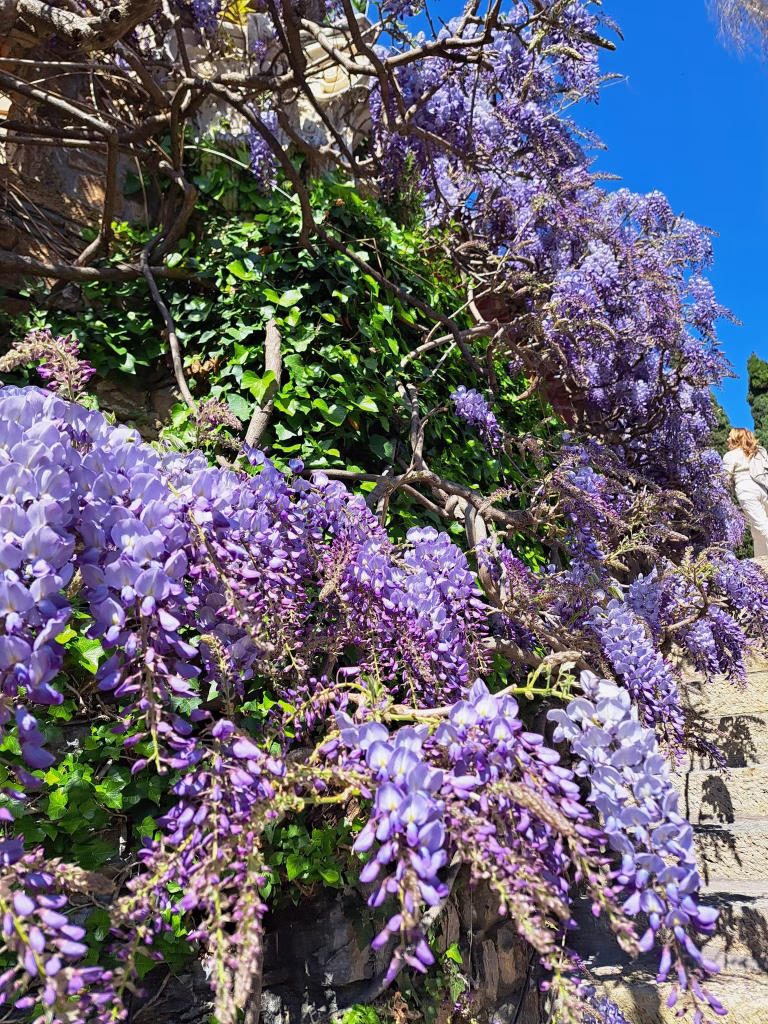 Il fascino dei Giardini di Villa della Pergola: Glicini, Storia e Paesaggio ad Alassio