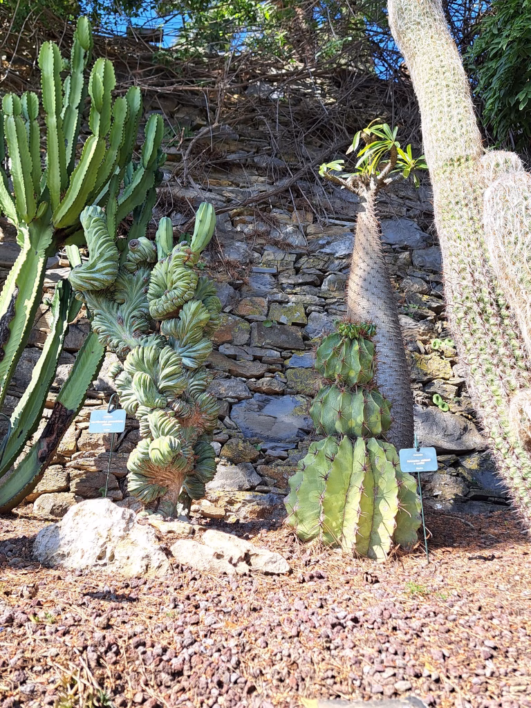 Il fascino dei Giardini di Villa della Pergola: Glicini, Storia e Paesaggio ad Alassio