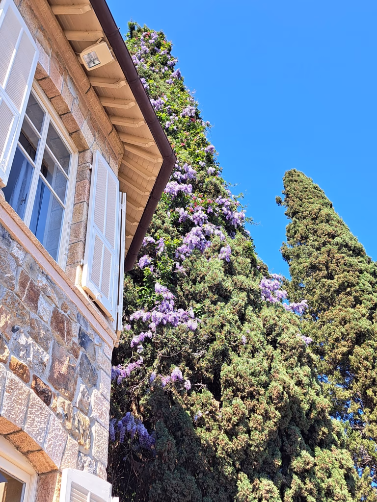 Il fascino dei Giardini di Villa della Pergola: Glicini, Storia e Paesaggio ad Alassio