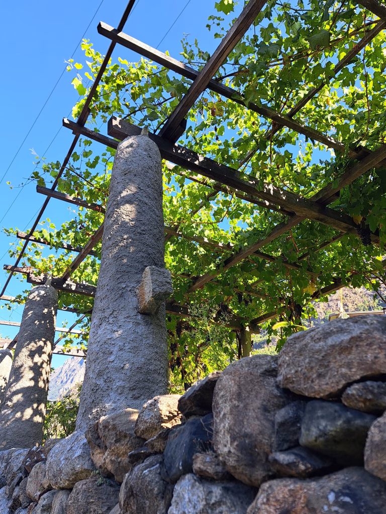 Coldiretti Torino a Carema: viaggio tra i vigneti eroici della Cantina dei Produttori Nebbiolo di Carema