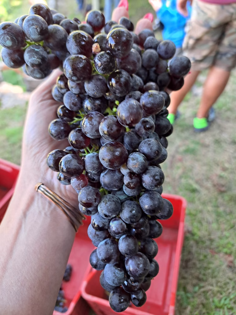 Coldiretti Torino a Carema: viaggio tra i vigneti eroici della Cantina dei Produttori Nebbiolo di Carema
