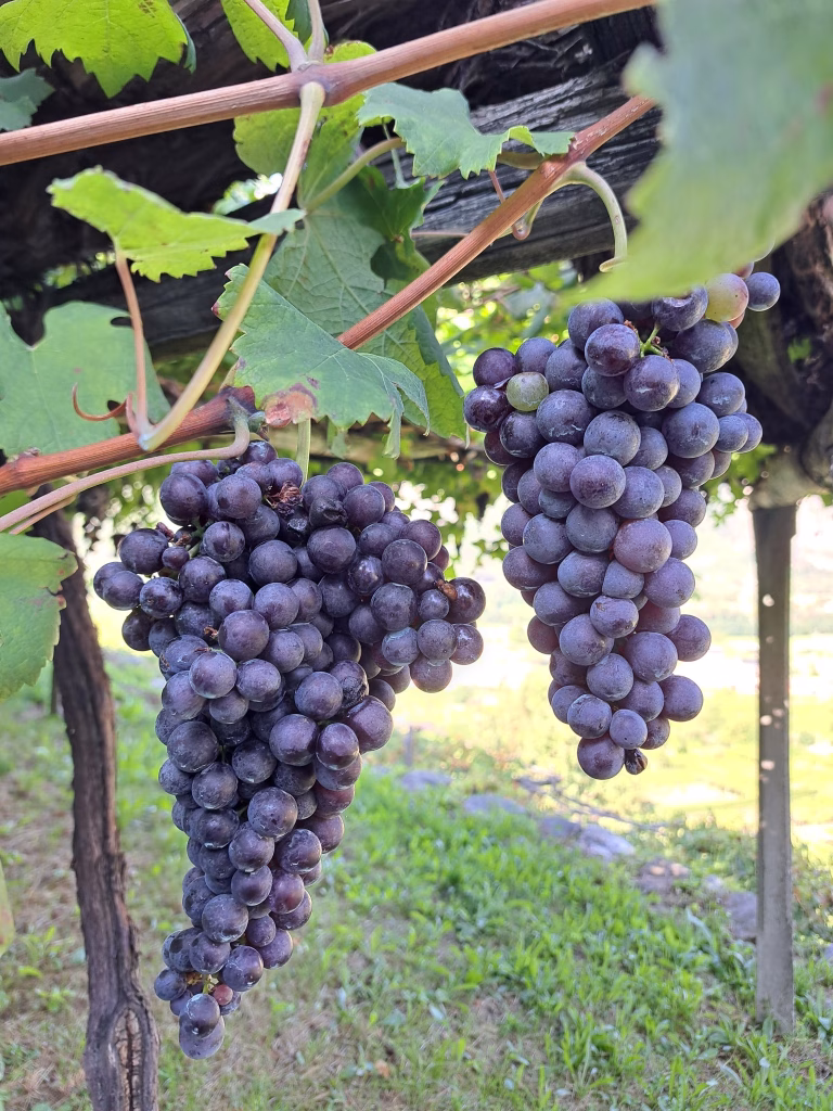 Coldiretti Torino a Carema: viaggio tra i vigneti eroici della Cantina dei Produttori Nebbiolo di Carema