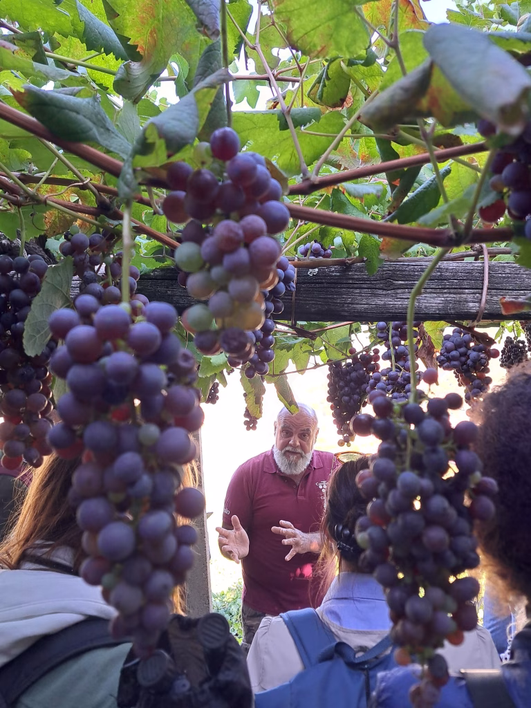 Coldiretti Torino a Carema: viaggio tra i vigneti eroici della Cantina dei Produttori Nebbiolo di Carema