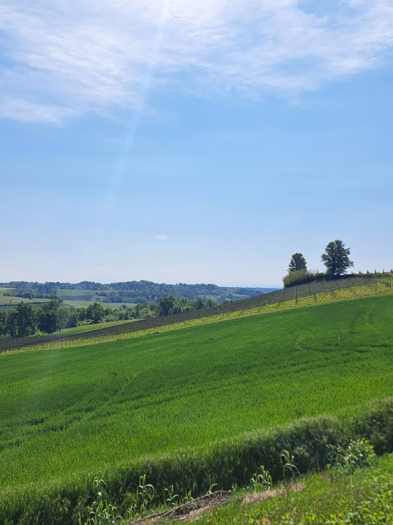 Vigna del Parroco, sessant’anni di Ruchè dove tutto è cominciato 7 Vigna del Parroco, sessant’anni di Ruchè dove tutto è cominciato