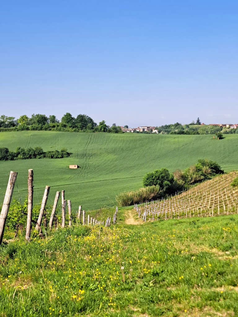 Vigna del Parroco, sessant’anni di Ruchè dove tutto è cominciato 3 Vigna del Parroco, sessant’anni di Ruchè dove tutto è cominciato