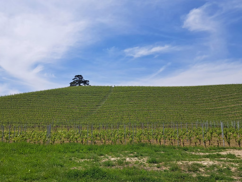 Piemonte Pairing Experience 2026, da Agricola Gian Piero Marrone il primo appuntamento della Strada del Barolo 4 Piemonte Pairing Experience 2026, da Agricola Gian Piero Marrone il primo appuntamento della Strada del Barolo