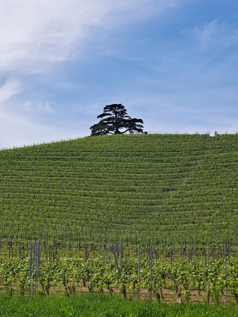 Piemonte Pairing Experience 2026, da Agricola Gian Piero Marrone il primo appuntamento della Strada del Barolo 35 Piemonte Pairing Experience 2026, da Agricola Gian Piero Marrone il primo appuntamento della Strada del Barolo