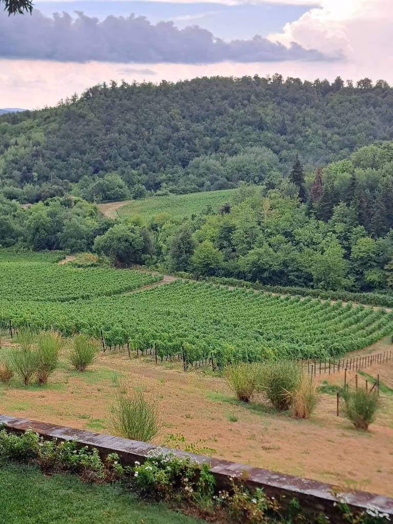 Dievole, a Vagliagli il Chianti Classico raccontato tra vigneti, cantina, cru e Wine Resort