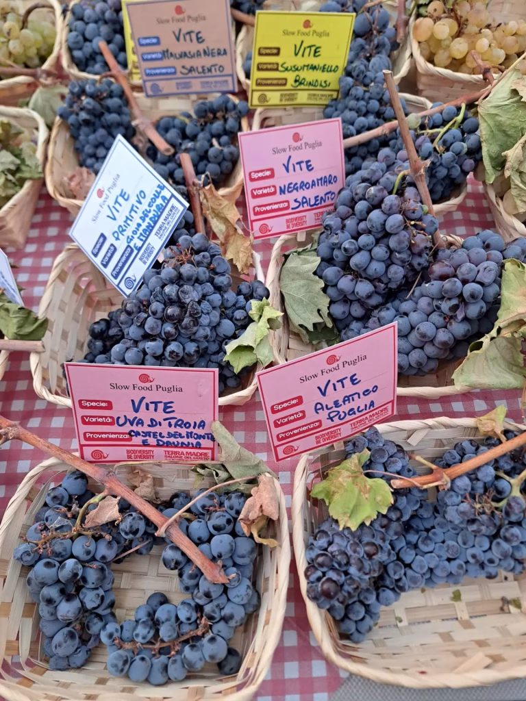 Terra Madre Salone del Gusto 2026, il nostro sabato tra farine, olio, tartufo e produttori, 26 settembre 2026