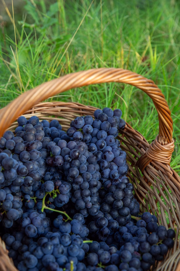 Brachetto d’Acqui, vendemmia 2026 in anticipo: vigneti sani e qualità promettente 1 Consorzio Tutela Vini d’Acqui - CASTEL ROCCHERO