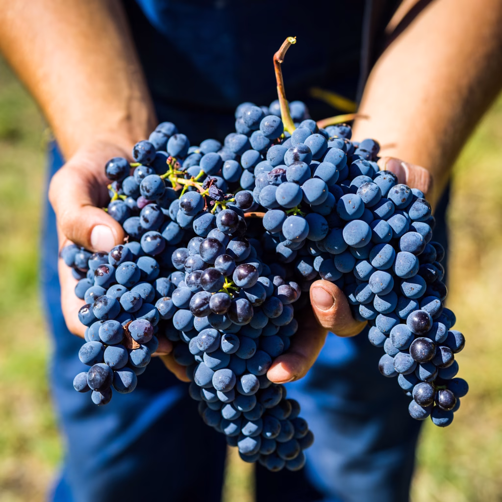 Il Natale 2025 dei vini dolci umbri firmato Umbria Top 1 Umbria Top