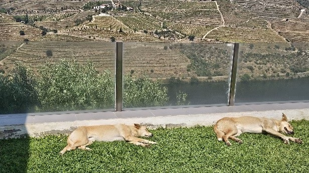 La Valle del Douro in Portogallo: dove le Vigne sembrano danzare 14 La Valle del Douro in Portogallo: dove le Vigne sembrano danzare