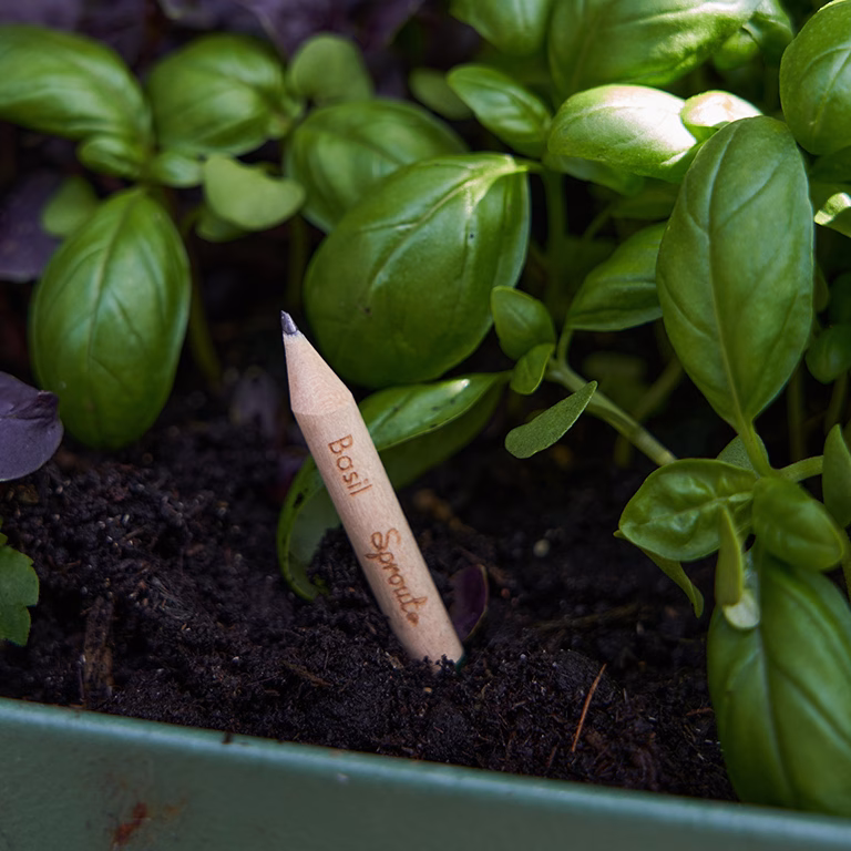 Dal basilico al pomodoro: la matita piantabile di SproutWorld per il World Pizza Day 1 Sprout - Pizza - Basilico