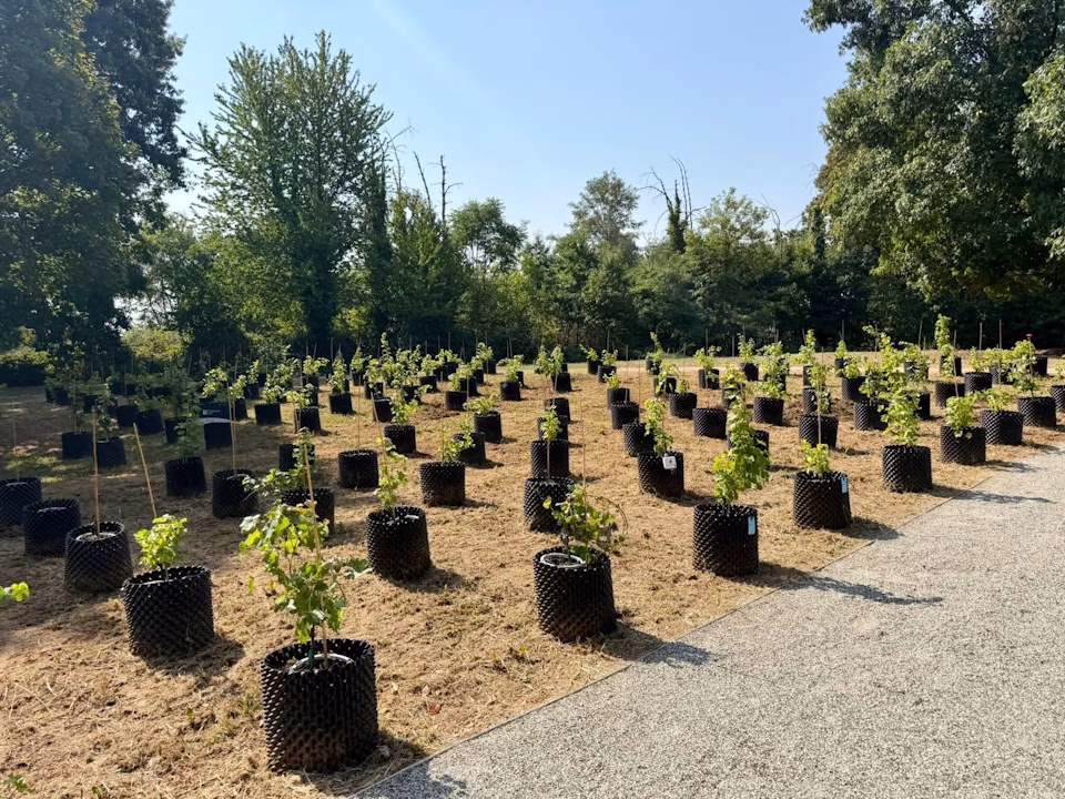Rivìtere, all’ospedale San Luigi Gonzaga di Orbassano nasce la prima vigna terapeutica in una struttura pubblica italiana 2 la vigna - Rivìtere - ospedale San Luigi Gonzaga di Orbassano