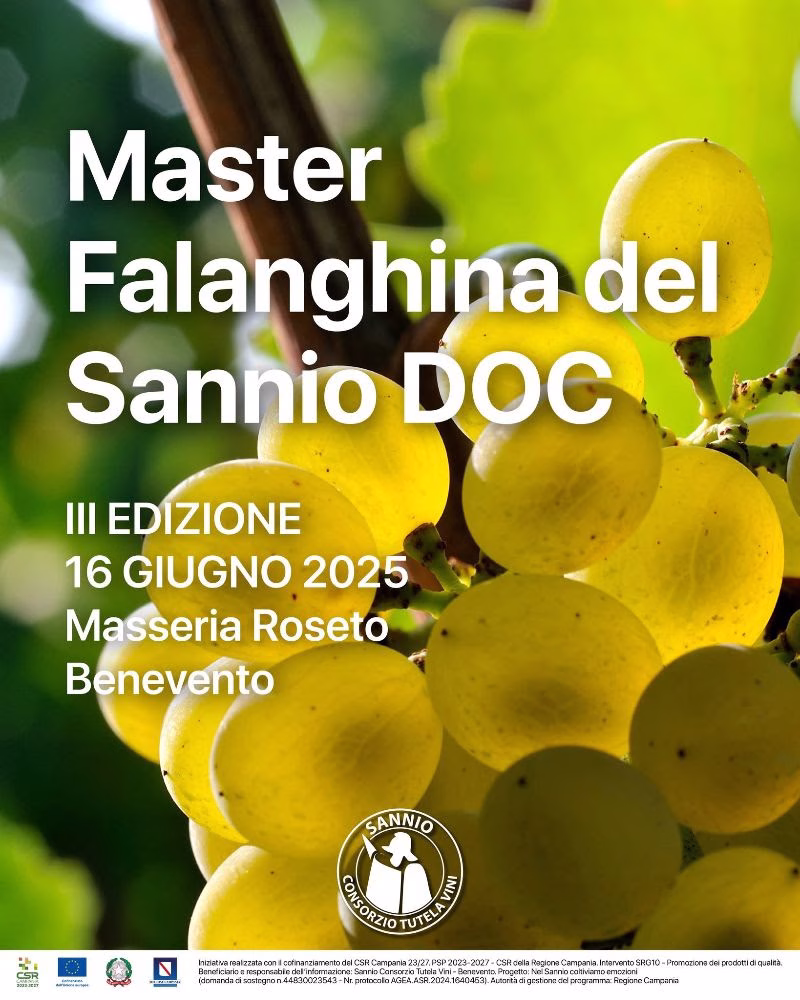 Falanghina del Sannio DOC: i protagonisti e i vincitori del Master 2025 1 Sannio Consorzio Master Falanghina del Sannio DOC