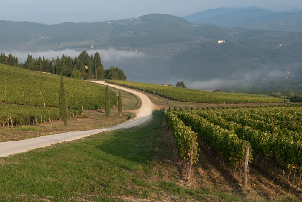Lunedì 23 settembre 2024 a Milano: il Consorzio Vino Toscana presenta due Masterclass con Daniele Cernilli 2 Consorzio Vino Toscana