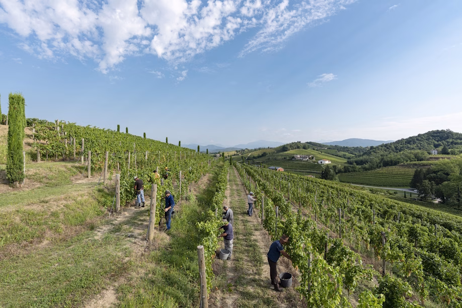Vendemmia 2026 aperta in Friuli Venezia Giulia: sette cantine dove raccogliere l’uva tra filari e degustazioni 1 vemdemmia collina - fabrice gallina